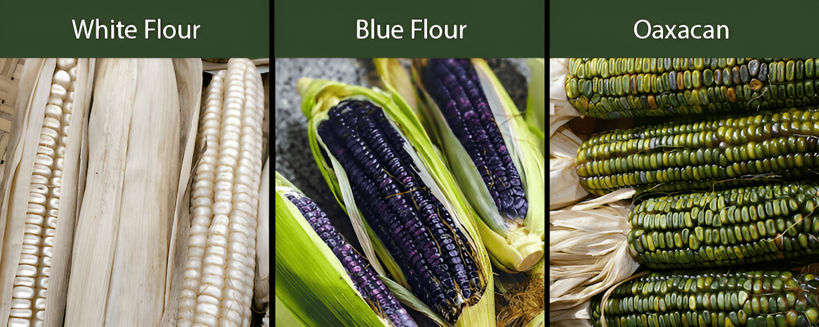 white flour corn-blue flour corn-oaxacan green flour corn varieties